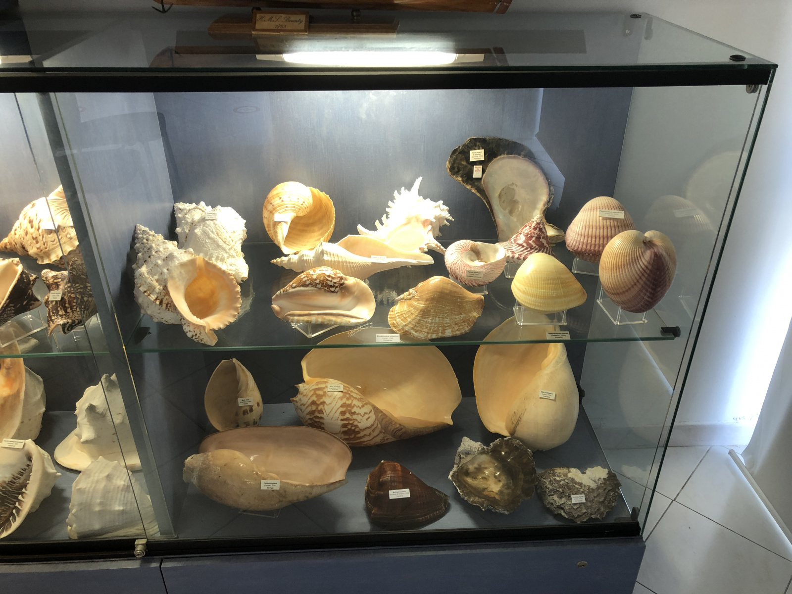 Musée des coquillages à Saint Jean Cap Ferrat