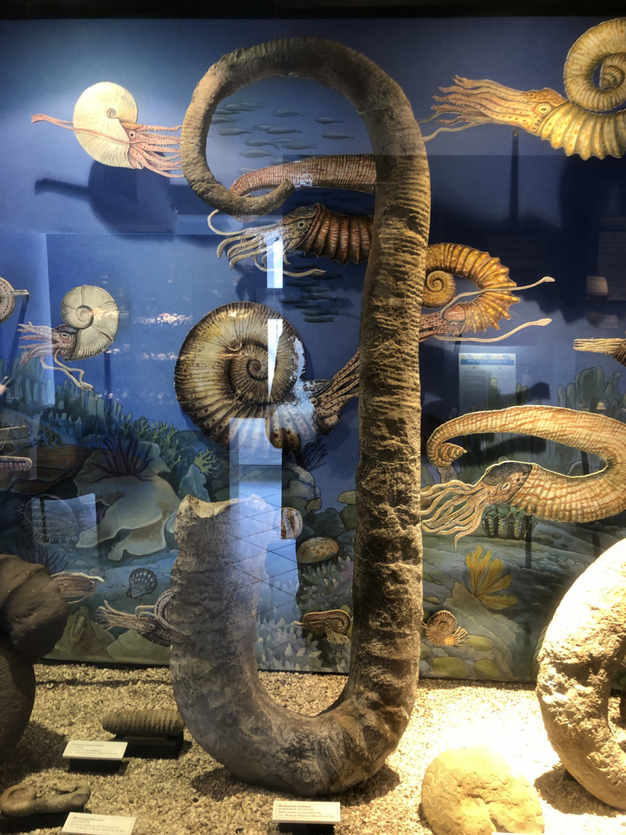 Musée des coquillages à Saint Jean Cap Ferrat