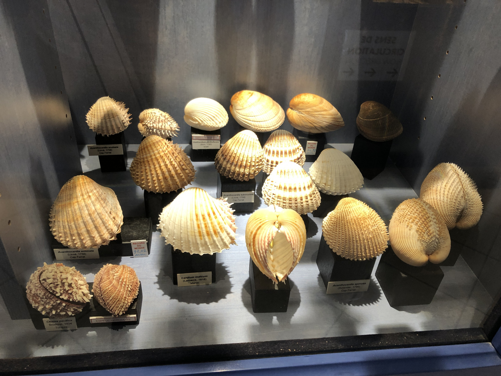 Musée des coquillages à Saint Jean Cap Ferrat