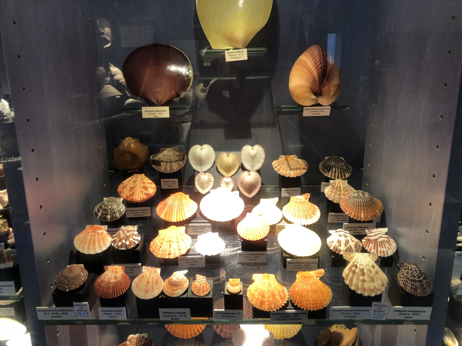 Musée des coquillages à Saint Jean Cap Ferrat