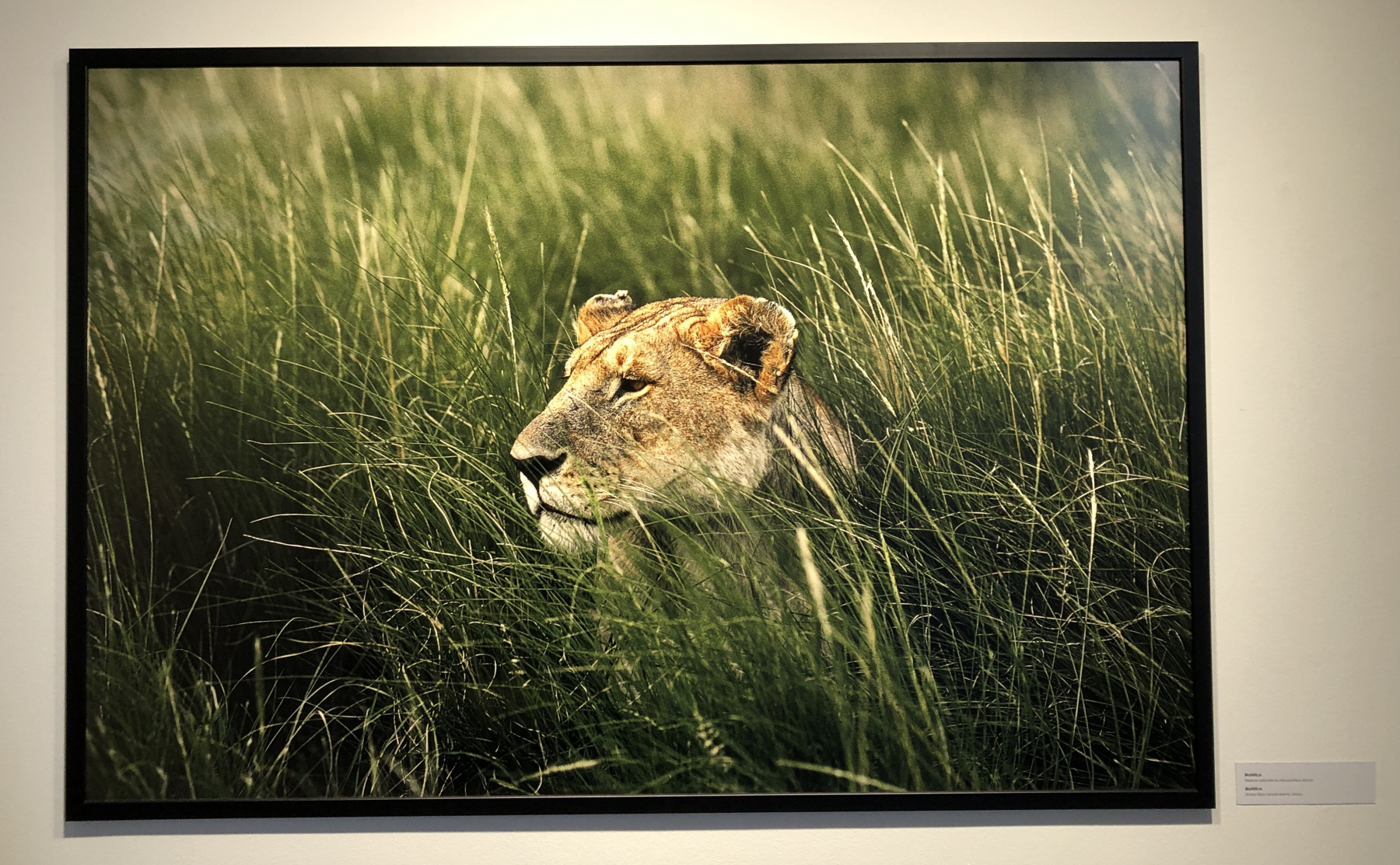 Visite de l'exposition consacrée à Yann Arthus Bertrand