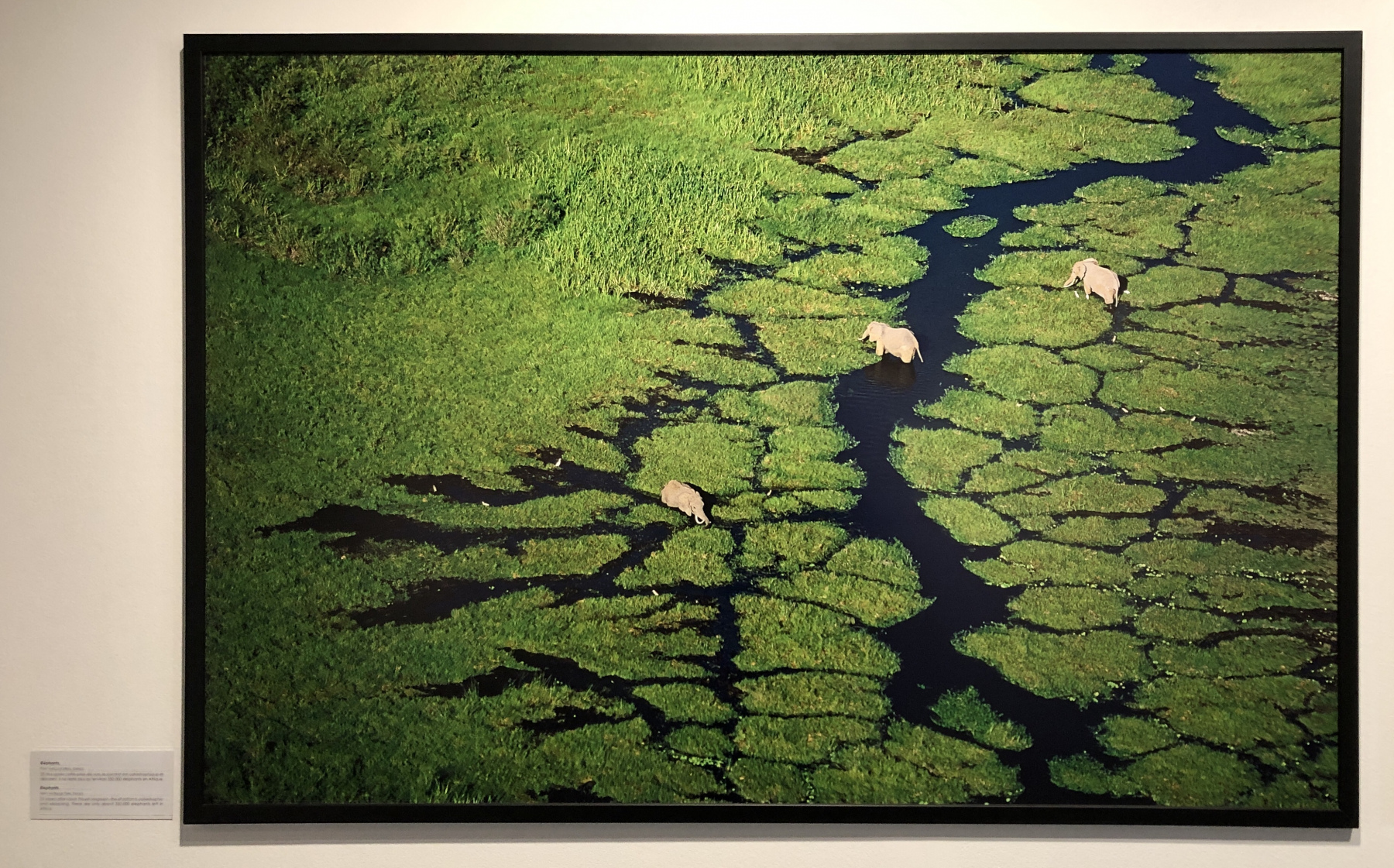 Visite de l'exposition consacrée à Yann Arthus Bertrand