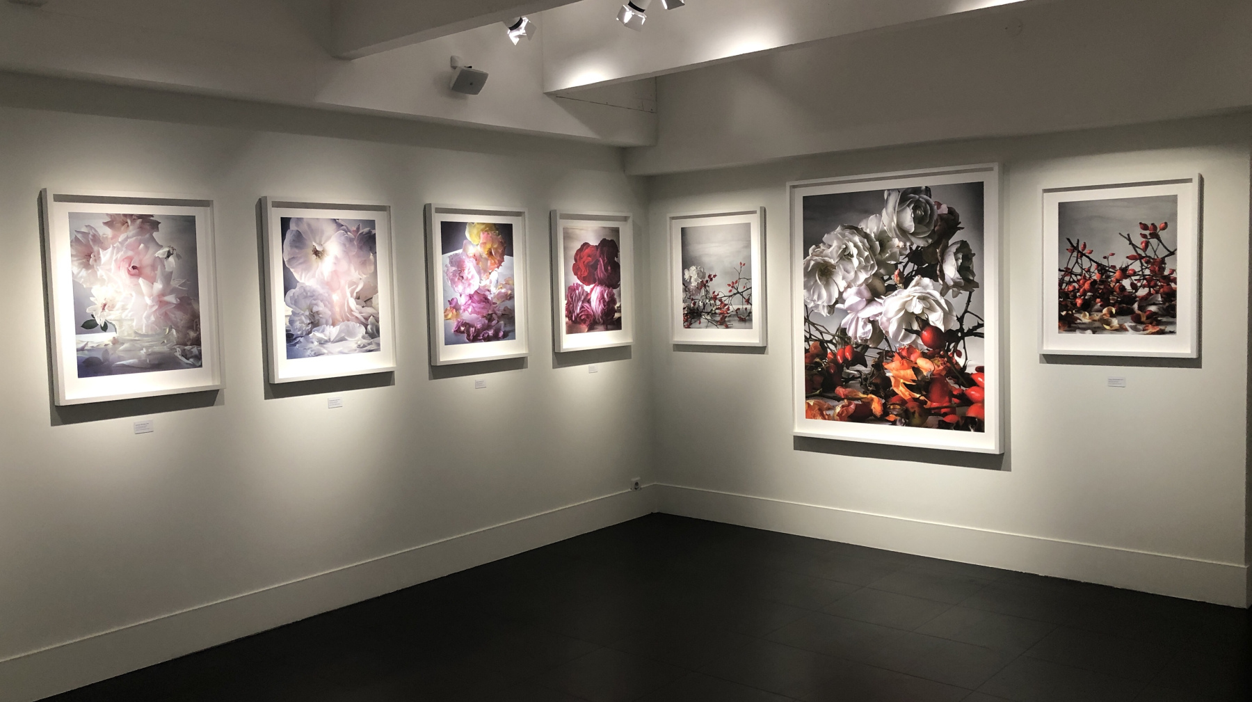 Exposition NICK KNIGHT – ROSES FROM MY GARDEN