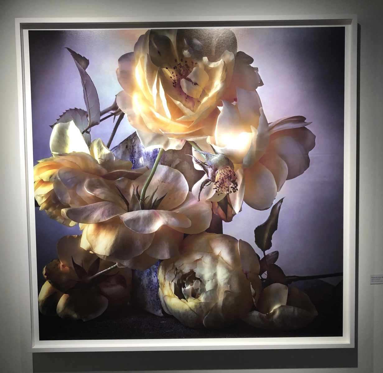 Exposition NICK KNIGHT – ROSES FROM MY GARDEN