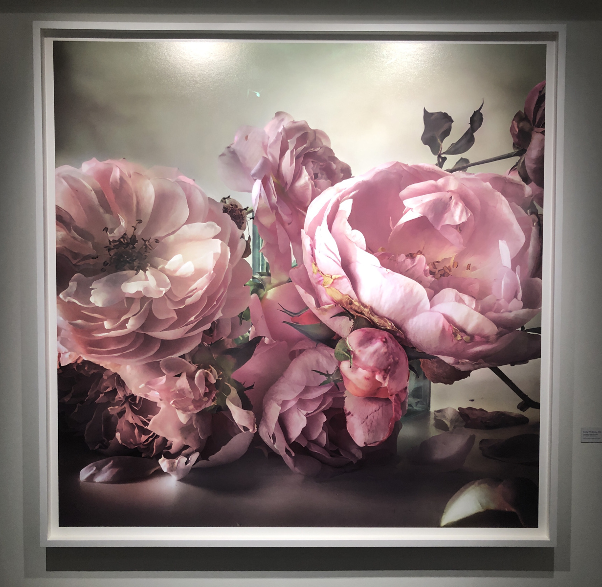 Exposition NICK KNIGHT – ROSES FROM MY GARDEN