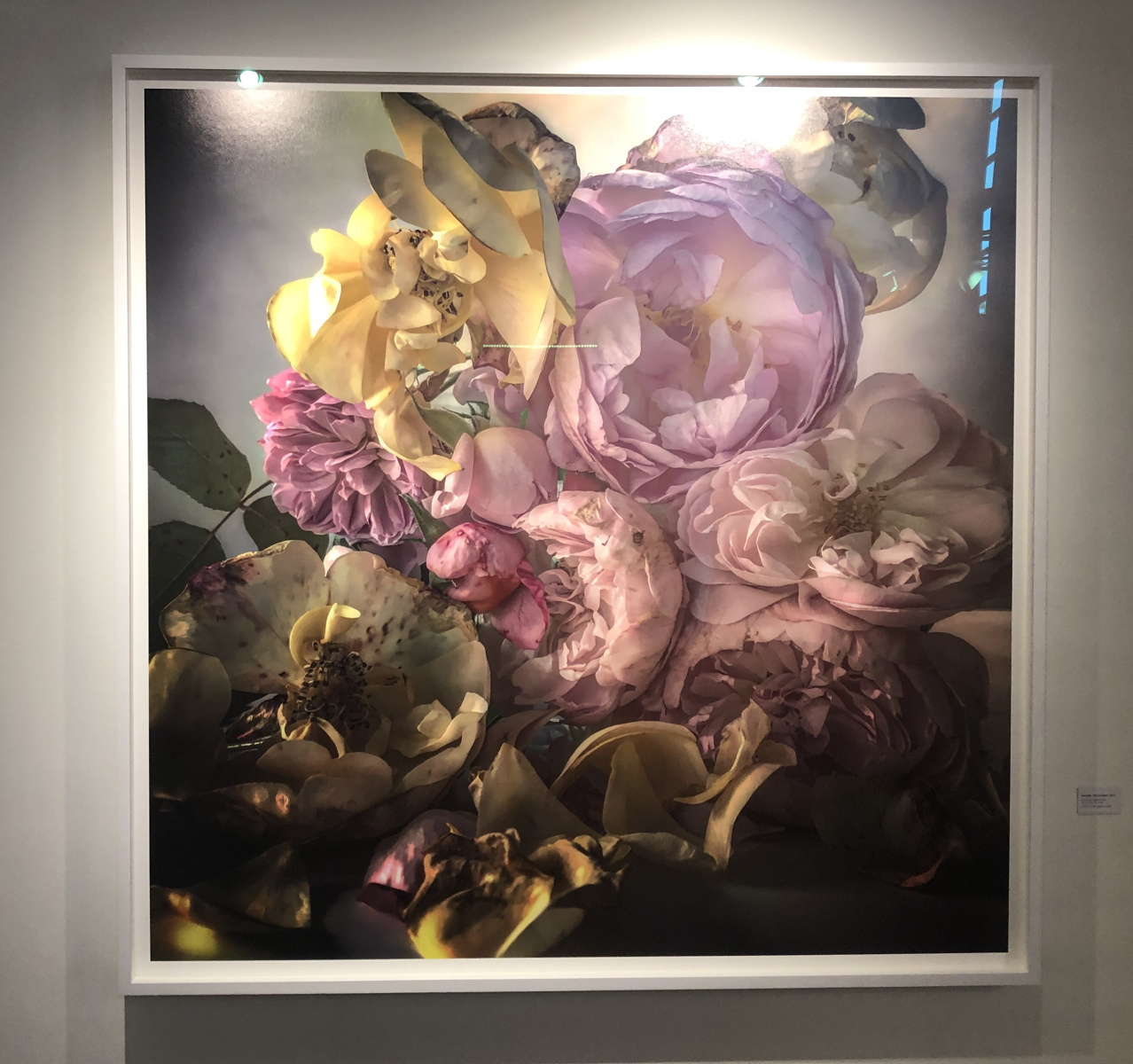 Exposition NICK KNIGHT – ROSES FROM MY GARDEN