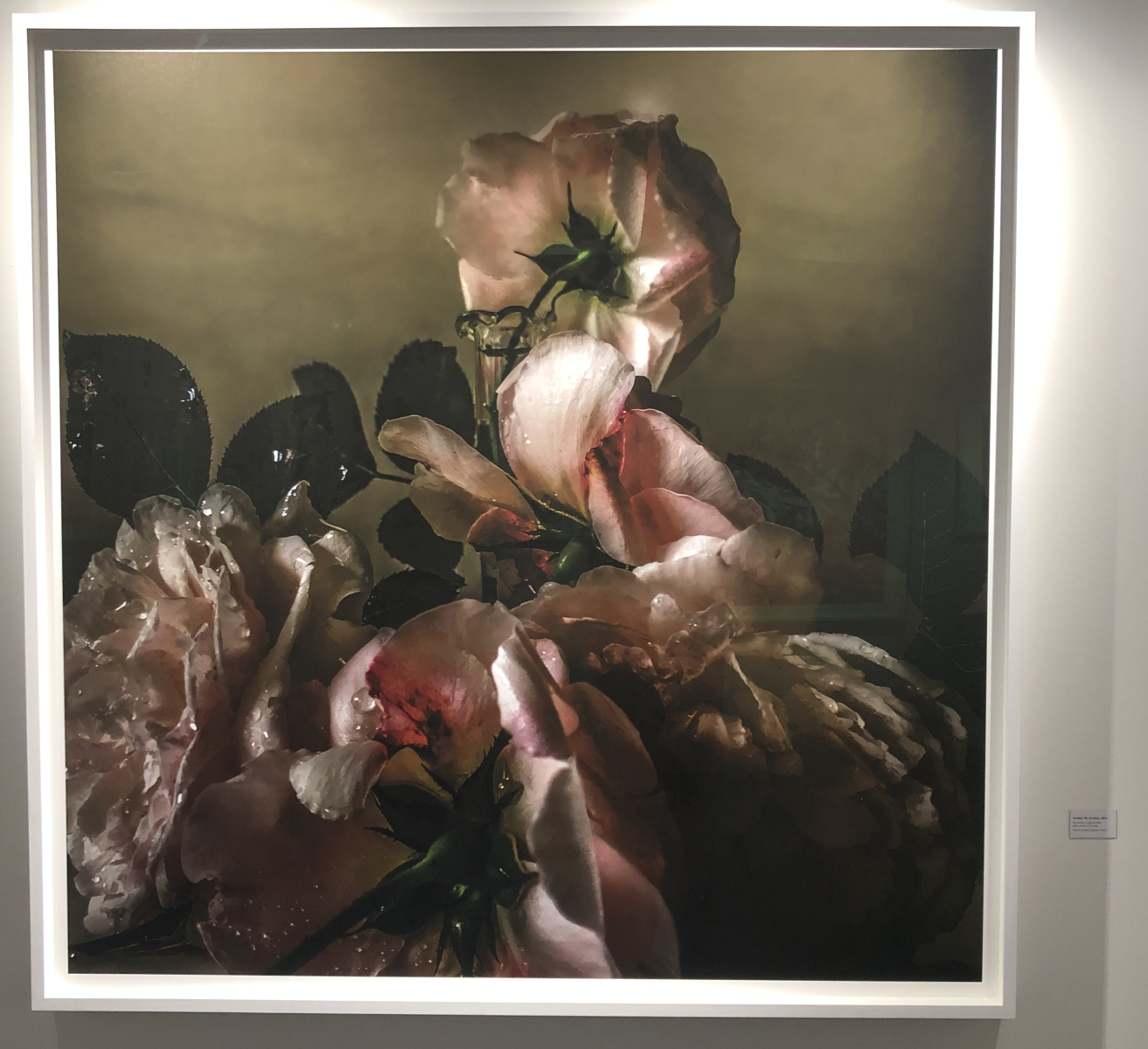Exposition NICK KNIGHT – ROSES FROM MY GARDEN