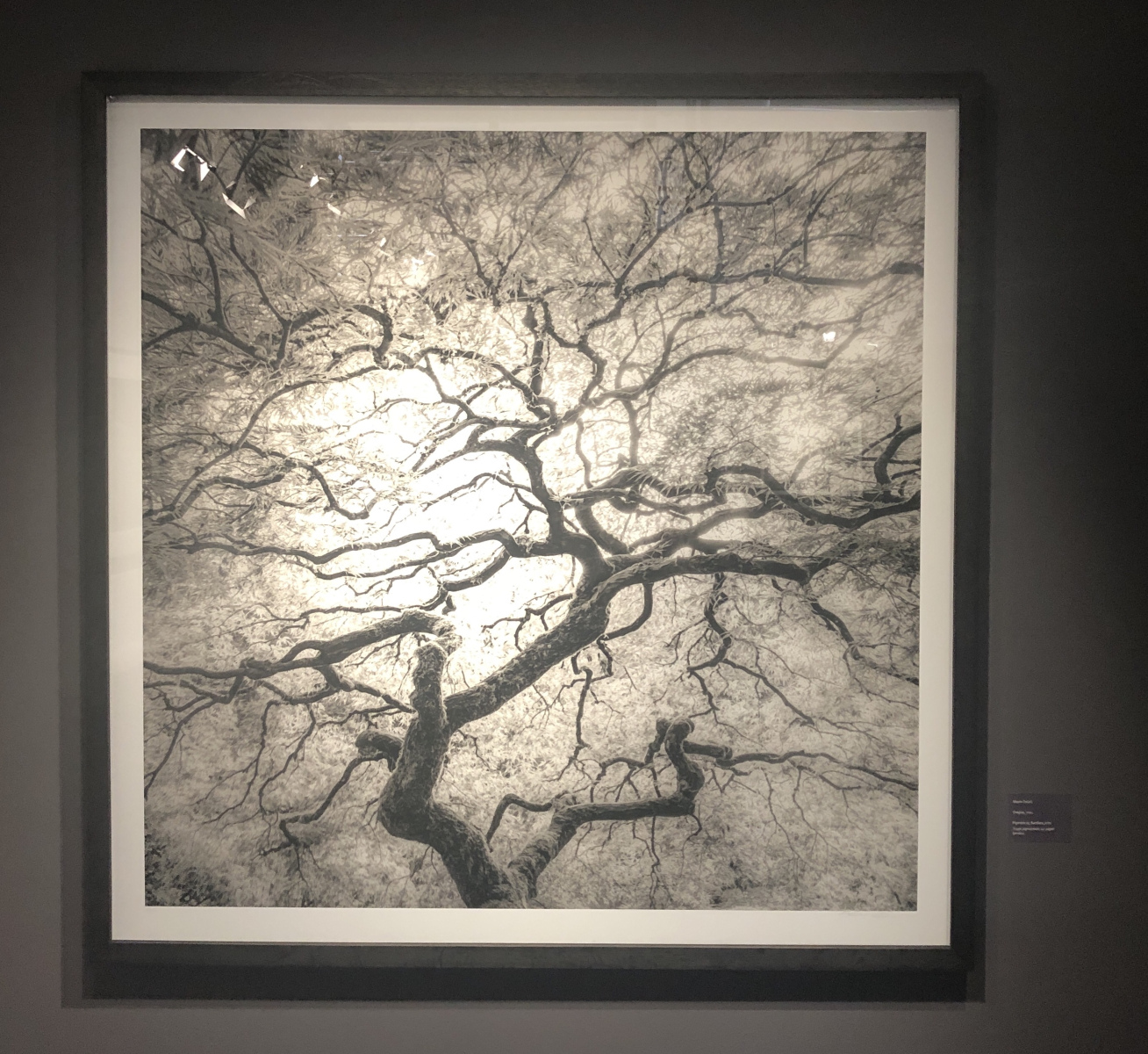 Visite de l'exposition Jeffrey Conley « UNE ODE À LA NATURE »