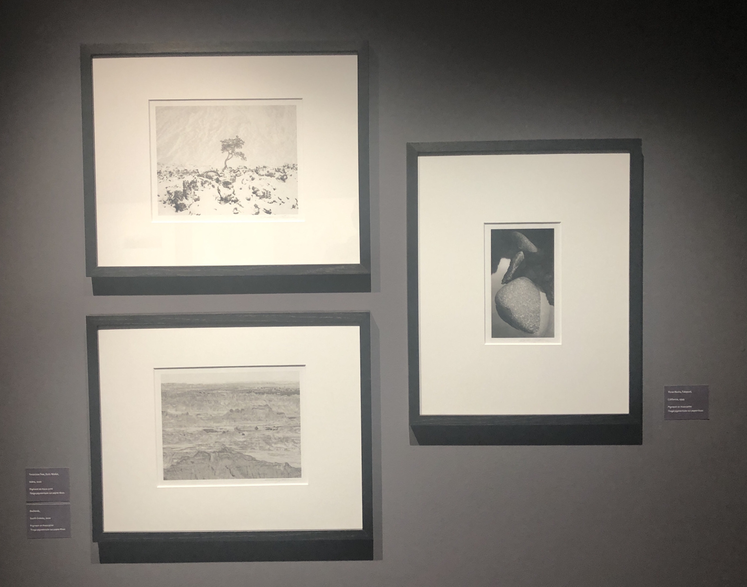 Visite de l'exposition Jeffrey Conley « UNE ODE À LA NATURE »