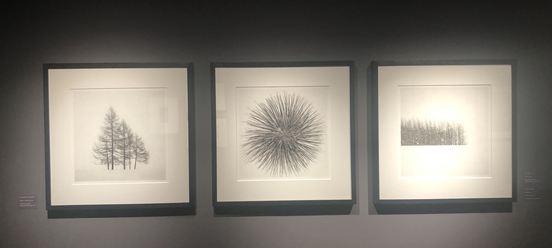 Visite de l'exposition Jeffrey Conley « UNE ODE À LA NATURE »