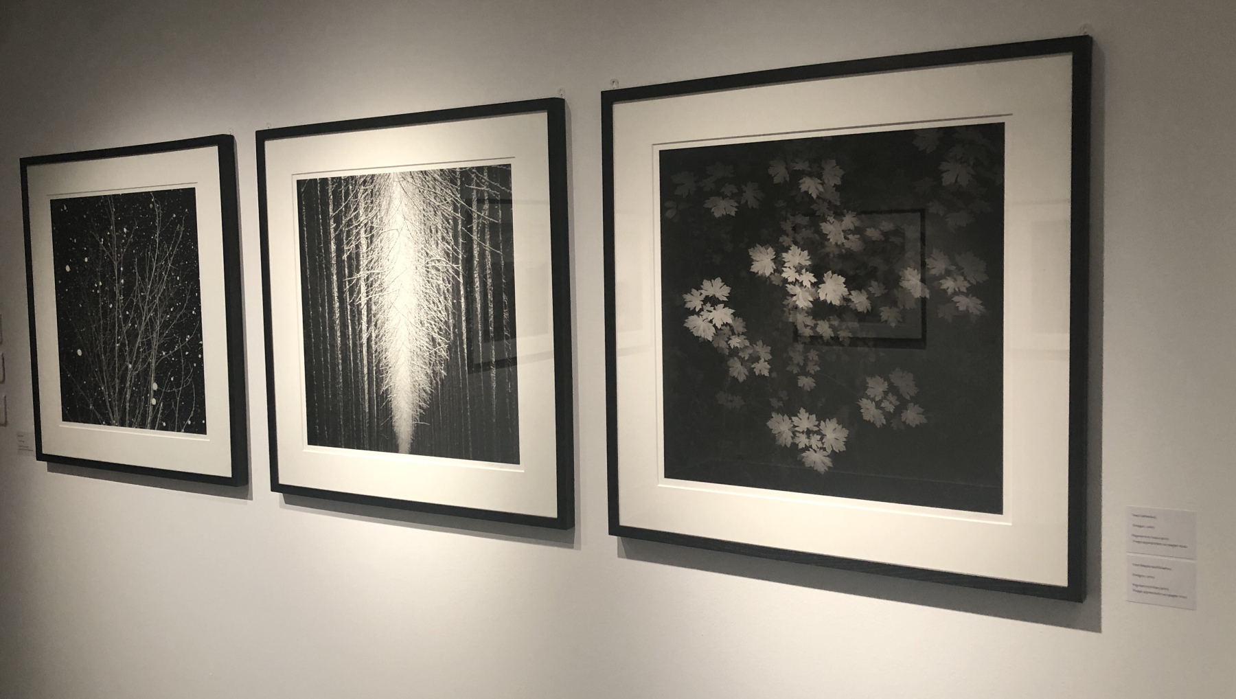 Visite de l'exposition Jeffrey Conley « UNE ODE À LA NATURE »