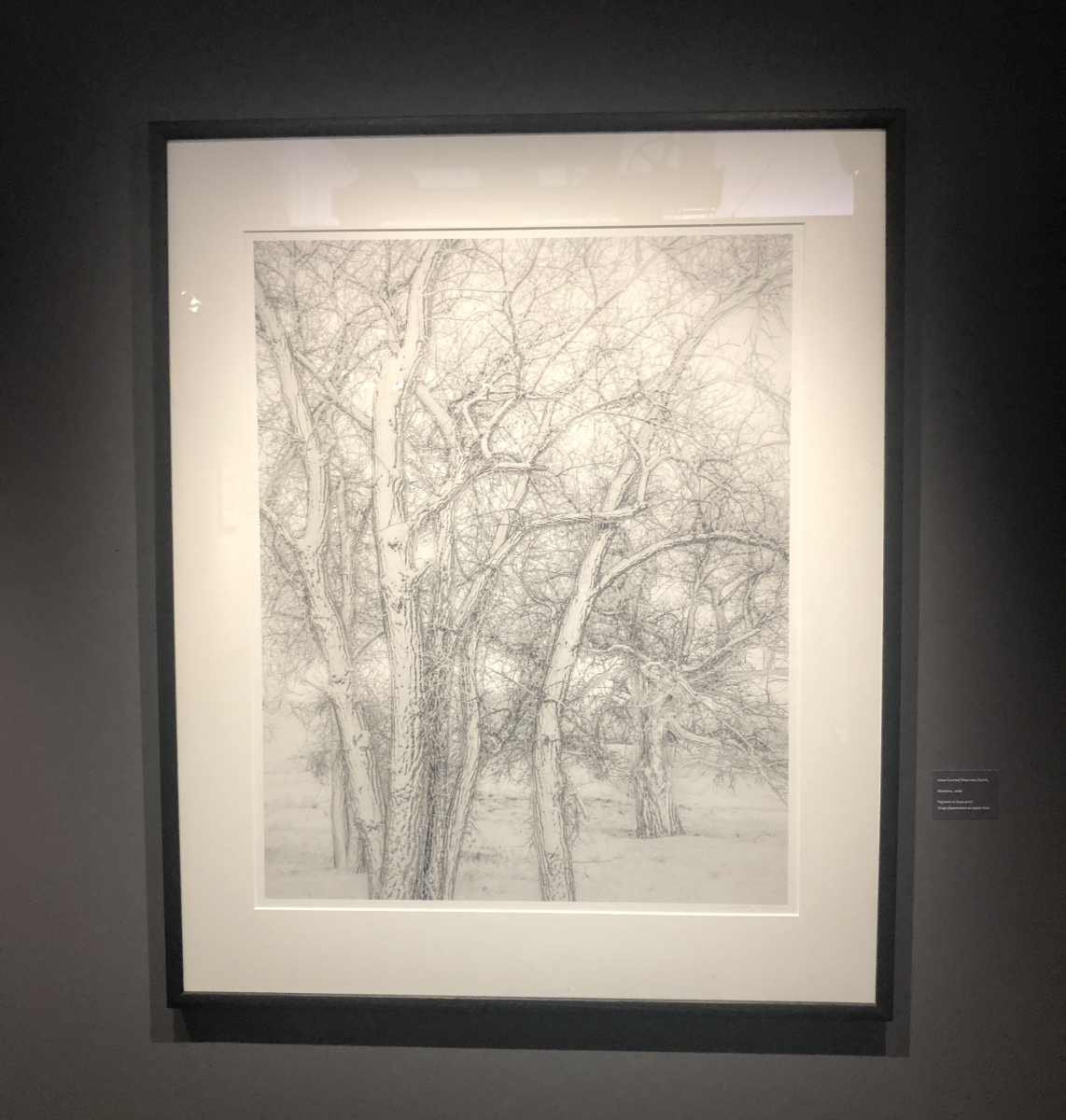 Visite de l'exposition Jeffrey Conley « UNE ODE À LA NATURE »