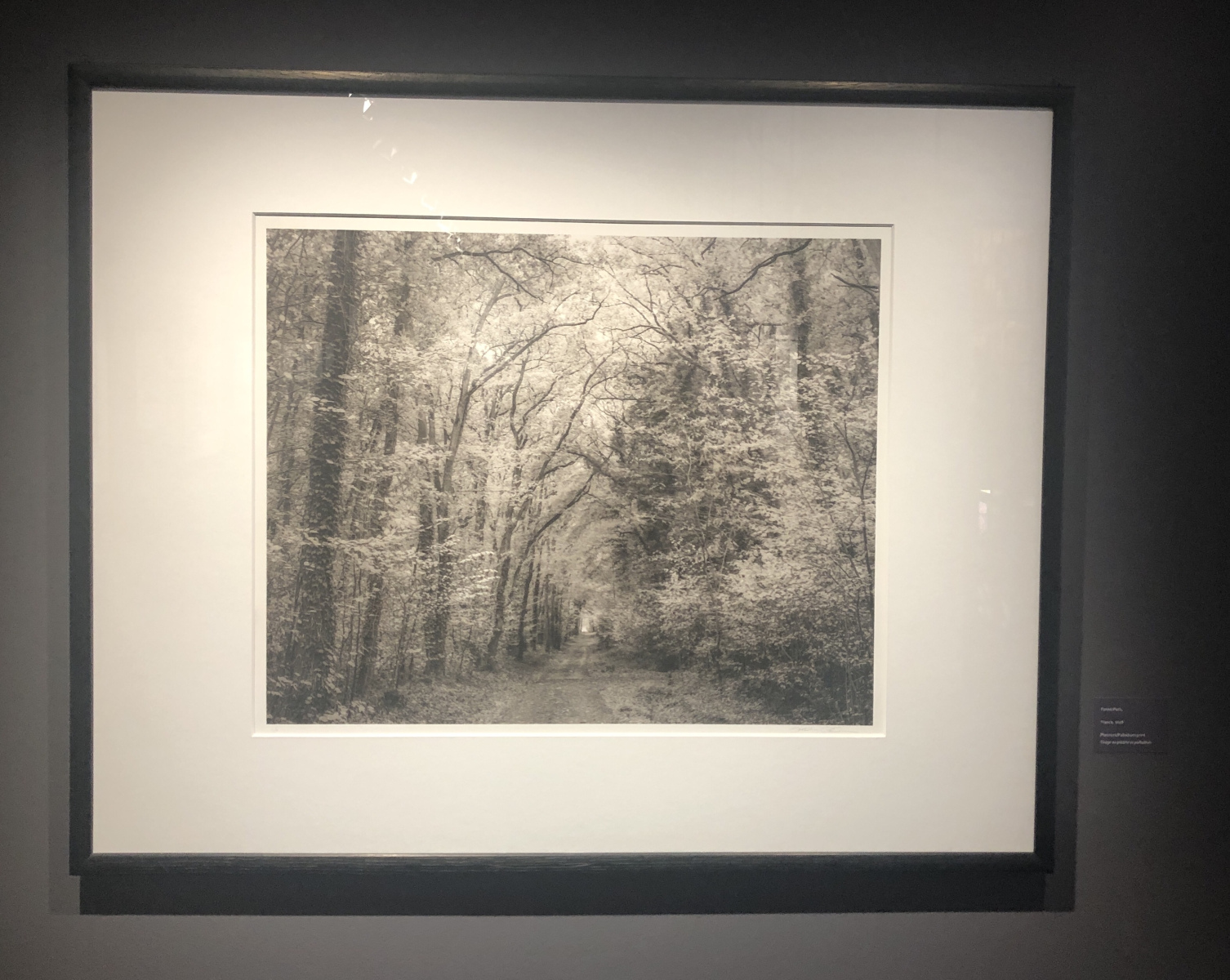 Visite de l'exposition Jeffrey Conley « UNE ODE À LA NATURE »