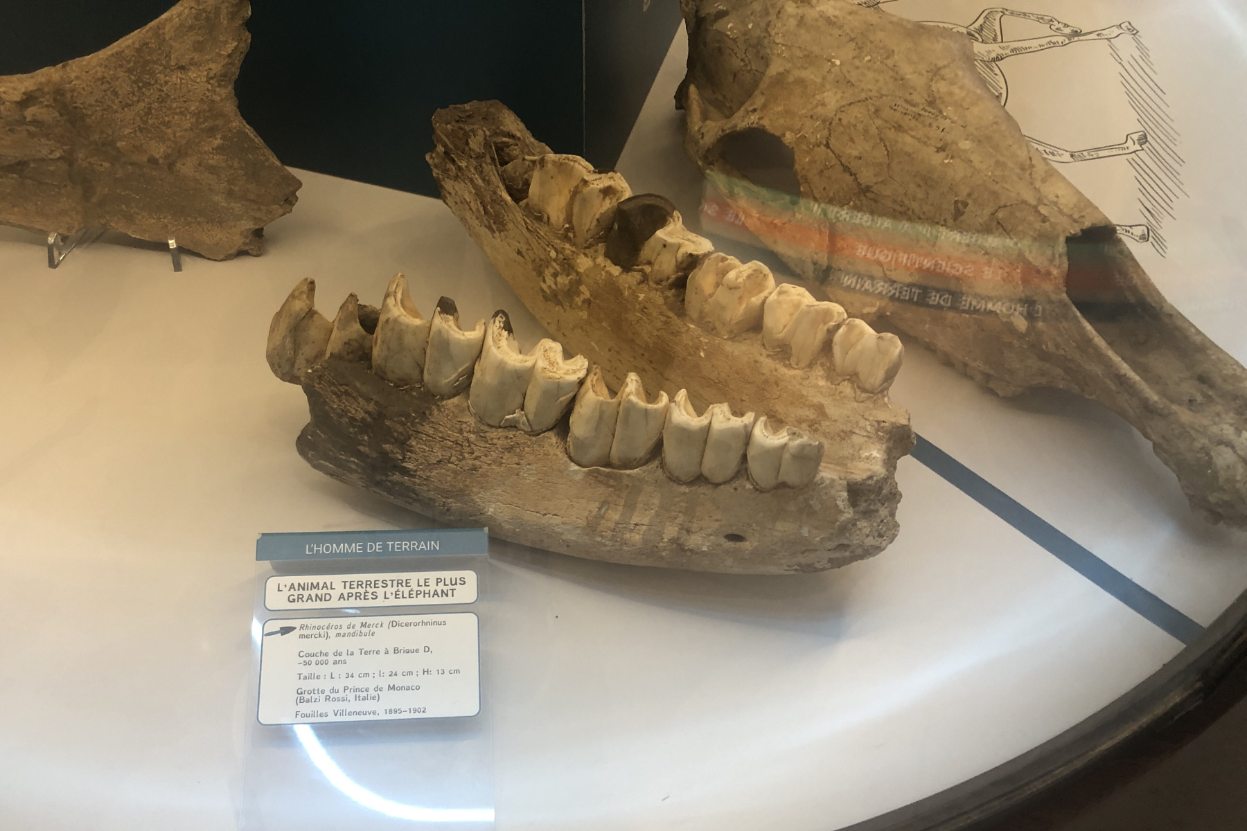 Visite du Musée d’Anthropologie préhistorique  de Monaco