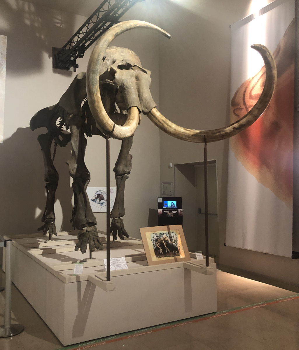 Visite du Musée d’Anthropologie préhistorique  de Monaco