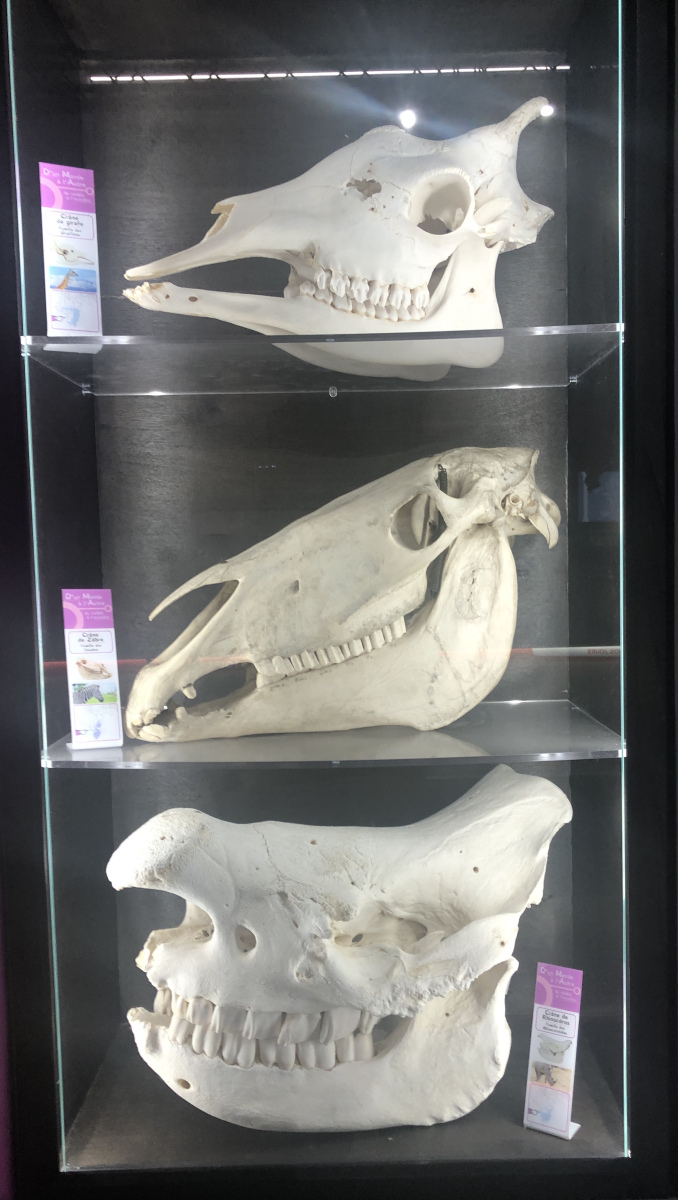 Visite du Musée d’Anthropologie préhistorique  de Monaco