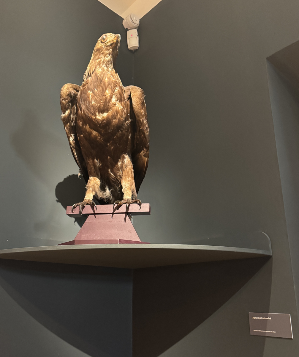 Visite de l'exposition 