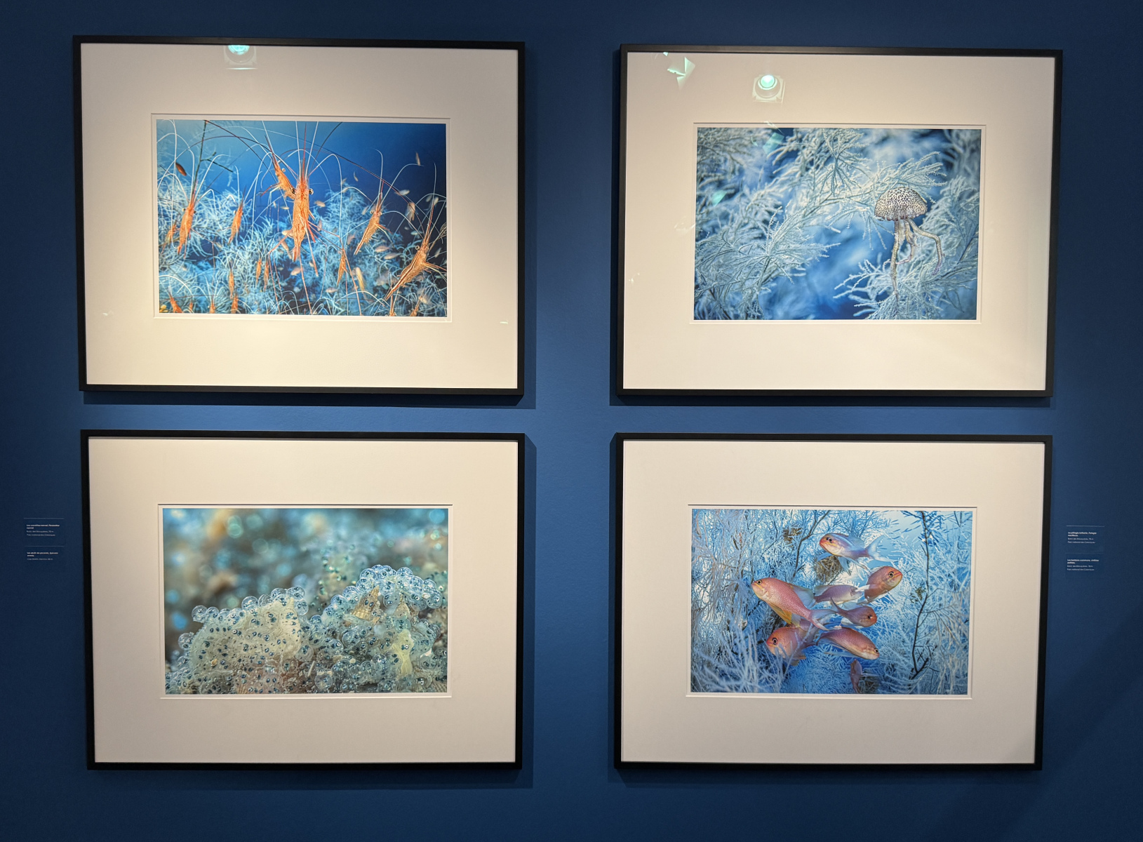 Exposition Laurent BALLESTA – Mers et Mystères
